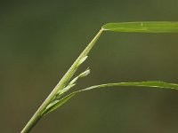 Leersia oryzoides 4, Rijstgras, Saxifraga-Peter Meininger