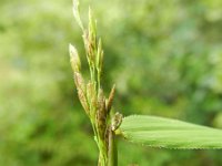Leersia oryzoides 6, Rijstgras, Saxifraga-Rutger Barendse