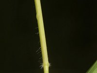 Leersia oryzoides 7, Rijstgras, Saxifraga-Rutger Barendse
