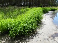 Leersia oryzoides 8, Rijstgras, Saxifraga-Rutger Barendse