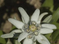 Leontopodium alpinum 1, Edelweiss, Saxifraga-Jan van der Straaten