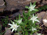 Leontopodium alpinum 13, Edelweiss, Saxifraga-Hans Dekker