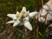 Leontopodium alpinum 14, Edelweiss, Saxifraga-Hans Dekker