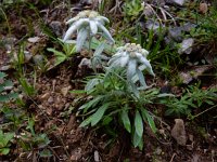 Leontopodium alpinum 20, Edelweiss, Saxifraga-Ed Stikvoort