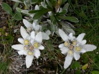 Leontopodium alpinum 3, Edelweiss, Saxifraga-Rien Schot