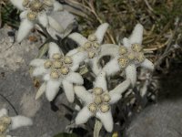 Leontopodium alpinum 6, Edelweiss, Saxifraga-Jan van der Straaten