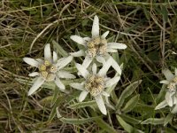 Leontopodium alpinum 9,  Edelweiss, Saxifraga-Willem van Kruijsbergen