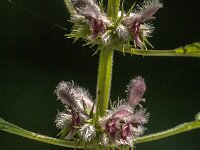 Leonurus cardiaca 32, Hartgespan, Saxifraga-Jan van der Straaten