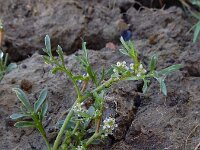 Lepidium coronopus  11, Grove varkenskers, Saxifraga-Ed Stikvoort