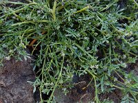Lepidium coronopus  12, Grove varkenskers, Saxifraga-Ed Stikvoort