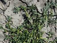 Lepidium coronopus  14, Grove varkenskers, Saxifraga-Ed Stikvoort