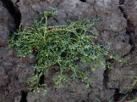 Lepidium coronopus  17, Grove varkenskers, Saxifraga-Ed Stikvoort