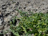 Lepidium coronopus  18, Grove varkenskers, Saxifraga-Ed Stikvoort
