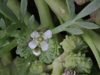 Lepidium coronopus  2, Grove varkenskers, Saxifraga-Rutger Barendse