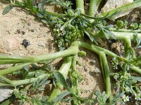 Lepidium coronopus  4, Grove varkenskers, Saxifraga-Rutger Barendse