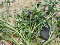 Lepidium coronopus  5, Grove varkenskers, Saxifraga-Rutger Barendse