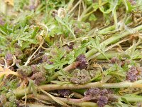 Lepidium coronopus  6, Grove varkenskers, Saxifraga-Rutger Barendse