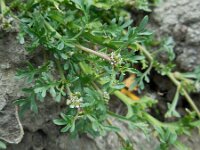 Lepidium coronopus  9, Grove varkenskers, Saxifraga-Ed Stikvoort