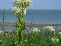 Lepidium draba 11, Pijlkruidkers, Saxifraga-Ed Stikvoort