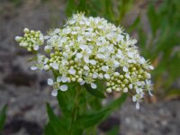 Lepidium draba 13, Pijlkruidkers, Saxifraga-Ed Stikvoort