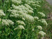 Lepidium draba 14, Pijlkruidkers, Saxifraga-Ed Stikvoort