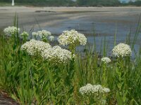 Lepidium draba 16, Pijlkruidkers, Saxifraga-Ed Stikvoort