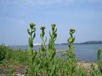 Lepidium draba 18, Pijlkruidkers, Saxifraga-Jeroen Willemsen
