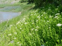 Lepidium draba 20, Pijlkruidkers, Saxifraga-Rutger Barendse