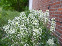 Lepidium draba 22, Pijlkruidkers, Saxifraga-Rutger Barendse