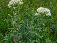 Lepidium draba 23, Pijlkruidkers, Saxifraga-Ed Stikvoort
