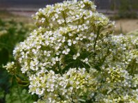 Lepidium draba 25, Pijlkruidkers, Saxifraga-Ed Stikvoort