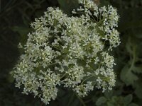 Lepidium draba 26, Pijlkruidkers, Saxifraga-Marijke Verhagen