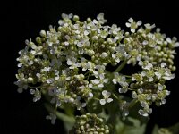 Lepidium draba 27, Pijlkruidkers, Saxifraga-Willem van Kruijsbergen