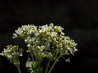 Lepidium draba 29, Pijlkruidkers, Saxifraga-Jan van der Straaten