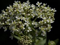 Lepidium draba 3, Pijlkruidkers, Saxifraga-Willem van Kruijsbergen