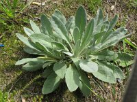 Lepidium draba 31, Pijlkruidkers, Saxifraga-Rutger Barendse