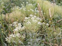 Lepidium draba 33, Pijlkruidkers, Saxifraga-Rutger Barendse