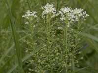 Lepidium draba 34, Pijlkruidkers, Saxifraga-Willem van Kruijsbergen