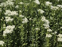 Whitetop (Lepidium draba); in flower  Whitetop (Lepidium draba); in flower : Whitetop, Lepidium draba, hoary cress, Thanet cress, flowering, in flower, blooming, in bloom, white, green, blossoming, in blossom, plant, vascular, growth, nature, natural, flora, floral, summer, summertime, outside, outdoor, outdoors, no people, nobody, perennial, weed, invasive, wild, wildflower
