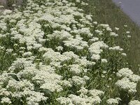 Whitetop (Lepidium draba); in flower  Whitetop (Lepidium draba); in flower : Whitetop, Lepidium draba, hoary cress, Thanet cress, flowering, in flower, blooming, in bloom, white, green, blossoming, in blossom, plant, vascular, growth, nature, natural, flora, floral, summer, summertime, outside, outdoor, outdoors, no people, nobody, perennial, weed, invasive, wild, wildflower