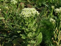 Lepidium draba 4, Pijlkruidkers, Saxifraga-Dirk Hilbers