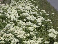 Whitetop (Lepidium draba); in flower  Whitetop (Lepidium draba); in flower : Whitetop, Lepidium draba, hoary cress, Thanet cress, flowering, in flower, blooming, in bloom, white, green, blossoming, in blossom, plant, vascular, growth, nature, natural, flora, floral, summer, summertime, outside, outdoor, outdoors, no people, nobody, perennial, weed, invasive, wild, wildflower