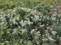 Lepidium draba 5, Pijlkruidkers, Saxifraga-Peter Meininger