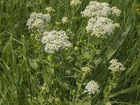 Lepidium draba 8, Pijlkruidkers, Saxifraga-Jan van der Straaten