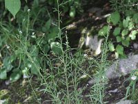 Lepidium graminifolium, Grassleaf Pepperweed