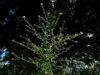 Lepidium graminifolium 11, Graskers, Saxifraga-Ed Stikvoort