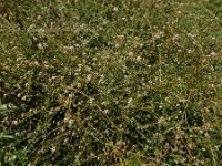 Lepidium graminifolium 14, Graskers, Saxifraga-Ed Stikvoort : s9900