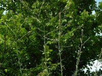 Lepidium graminifolium 4, Graskers, Saxifraga-Ed Stikvoort