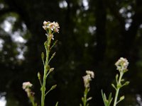 Lepidium graminifolium 5, Graskers, Saxifraga-Ed Stikvoort