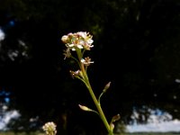 Lepidium graminifolium 8, Graskers, Saxifraga-Ed Stikvoort